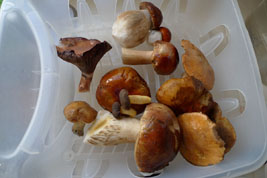 mushrooms, ready for cooking