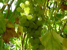 grapes