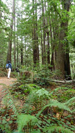 hiking at Purisima Creek