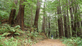 hiking at Purisima Creek