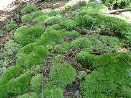 moss