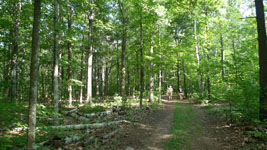 hiking in the woods