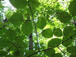 leaves; by joy