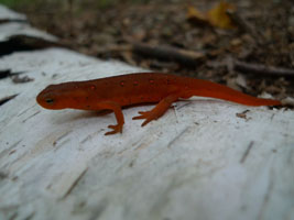 orange newt