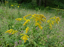 goldenrod