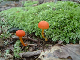 orange mushrooms