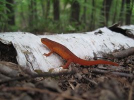 orange newt