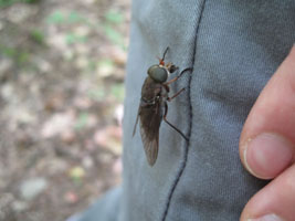 giant fly