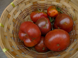 fresh tomatoes