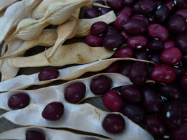 true cranberry beans