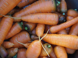 carrot harvest