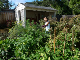 eggplant harvest