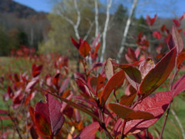 blueberry bushes turned red
