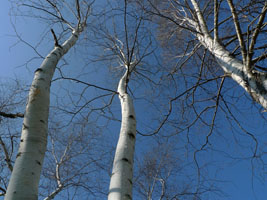 birch trees