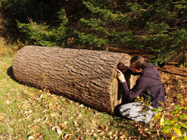 counting sorm felled white pine rings - only 120 years!