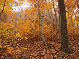 orange trees