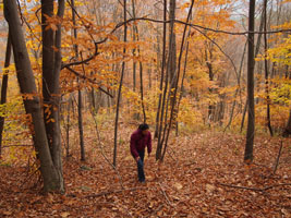 joy among orange trees