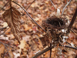 bird's nest