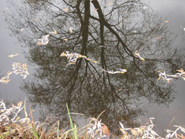 willow tree reflection in the pond