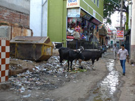 street cows foraging for garbage