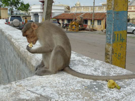 urban monkey