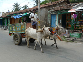 zebu cattle