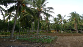 gardens at the hotel