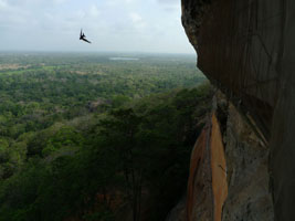 flying swallows