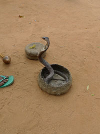 cobra snake