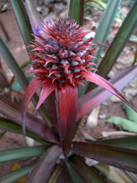 dwarf pineapple