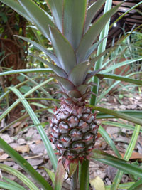 dwarf pineapple