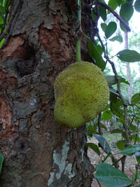 jackfruit