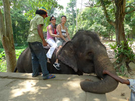 elephant ride