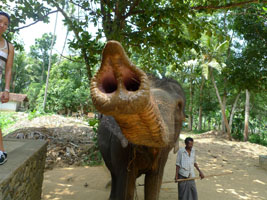 elephant nostrils