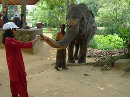 banana feeding