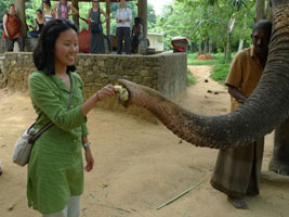 banana feeding