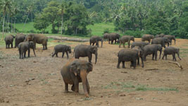 herd of elephants