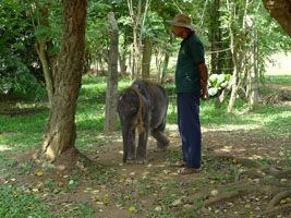 baby elephant