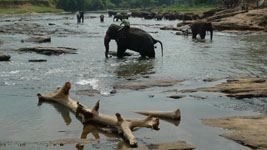 mid-air elephant poo