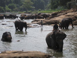 mahouts and elephants