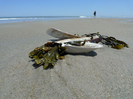 razor clam