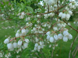 blueberry flowers