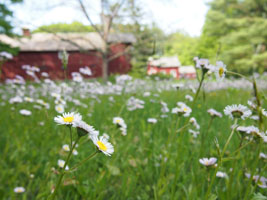 wildflowers, by joy