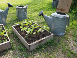 pepper seedlings, by joy