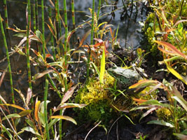 frog sunning, by joy