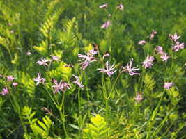 wildflowers, by joy