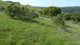 oakland hills in April