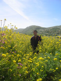 many yellow flowers