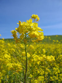 many yellow flowers