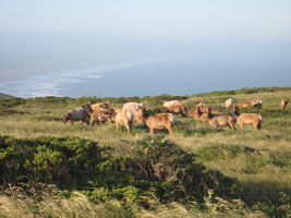 tule elk herd, point reyes